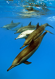 The spinner dolphin