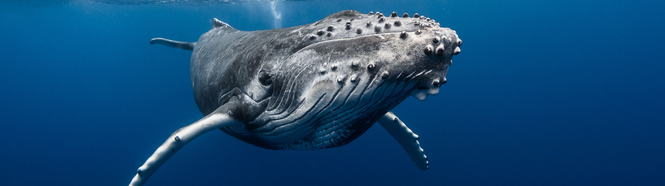 Humpback whale in Tahiti with Topdive