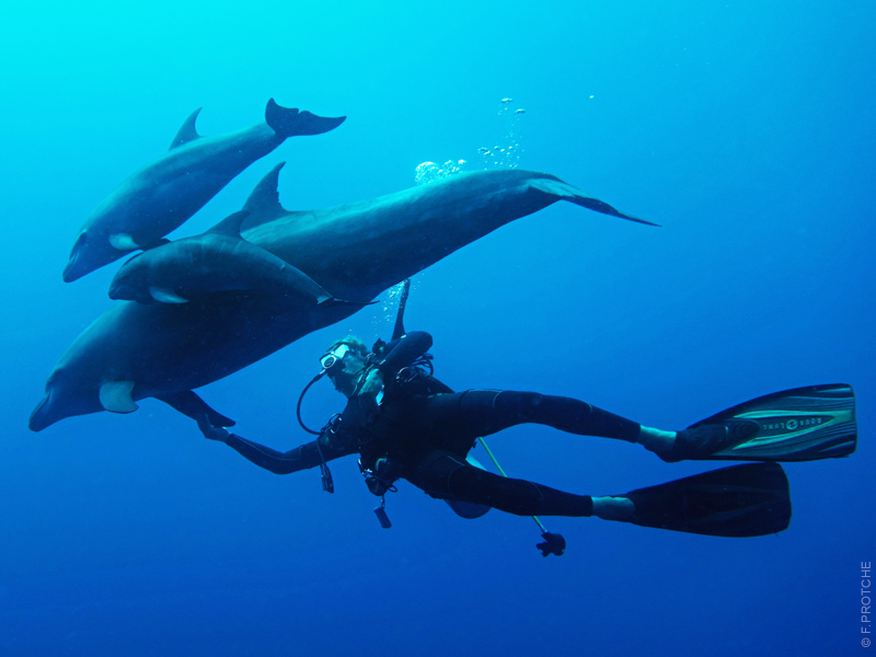 diver and dolphins in tiputa, rangiroa with topdive
