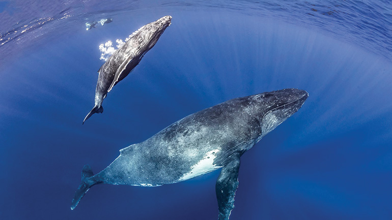 Whale watching in Tahiti