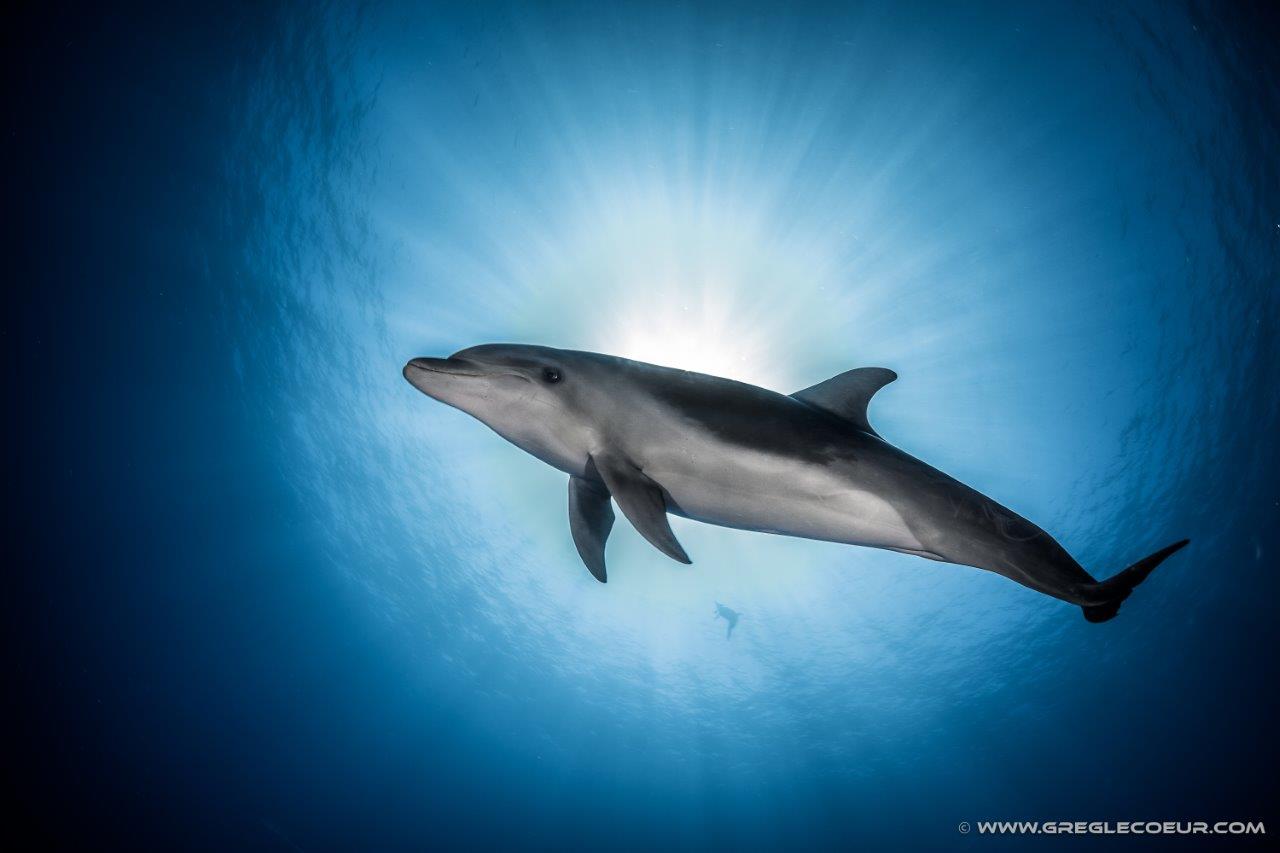 Dolphin watching in Tahiti