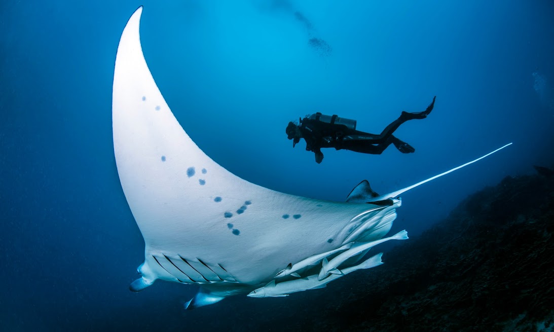 The Manta ray (Manta birostris)