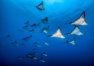 Shoals of rays