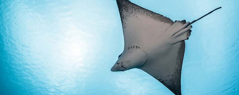The Spotted Eagle Ray