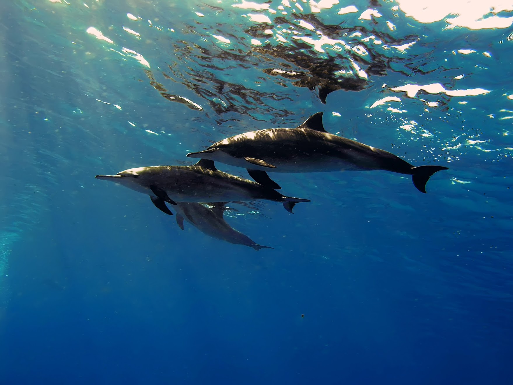 The Spinner Dolphin