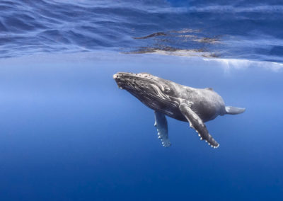 Young humpback whale