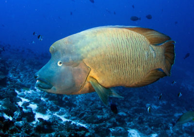Tetiaroa - Napoleon fish- Topdive-T-Kotouc