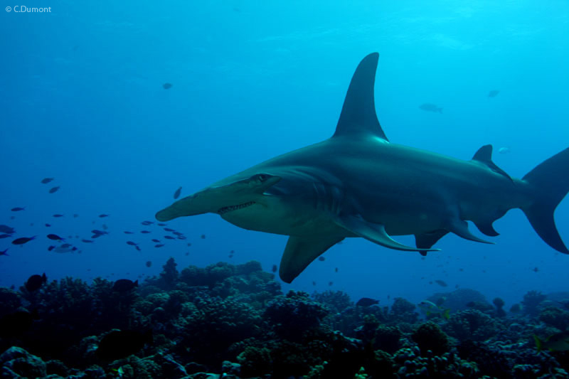 The Great Hammerhead Shark
