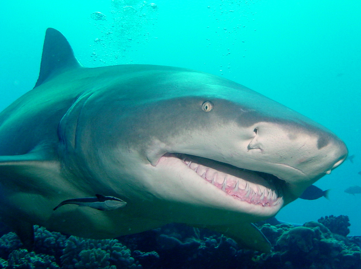 Lemon shark seen with Topdive