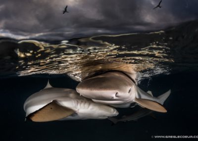 Black tip sharks - greglecoeur