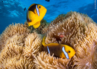 Poissons à Bora Bora en plongée avec Topdive