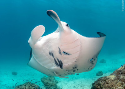 Manta ray in Bora Bora with Topdive