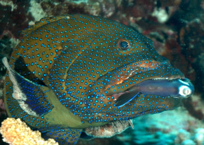 Grouper eating a fish in Moorea - Dive with Topdive Polynesia