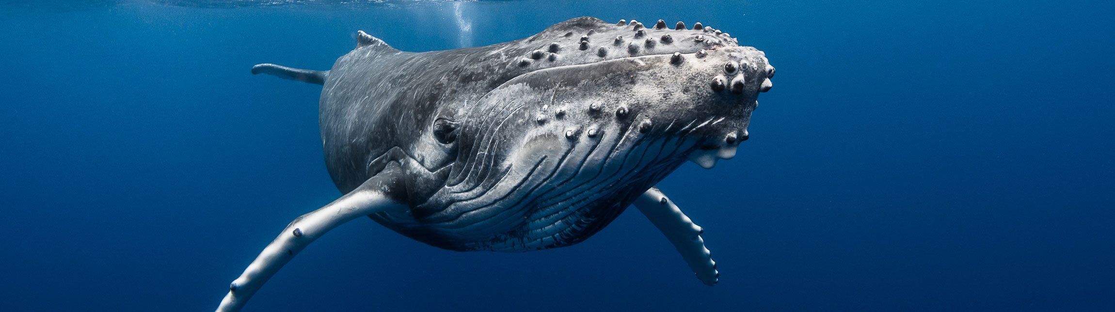 Scuba Diving in Tahiti