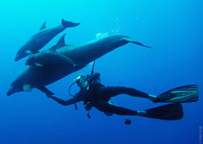 Diver and Dolphins in Tiputa, Rangiroa with Topdive