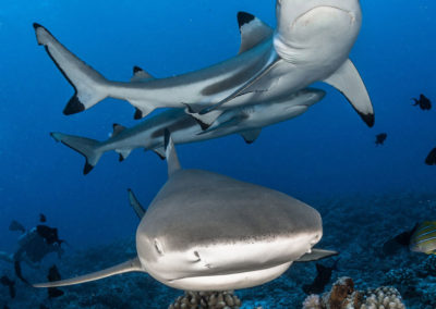 Black tip sharks in Moorea with Topdive©greglecoeur
