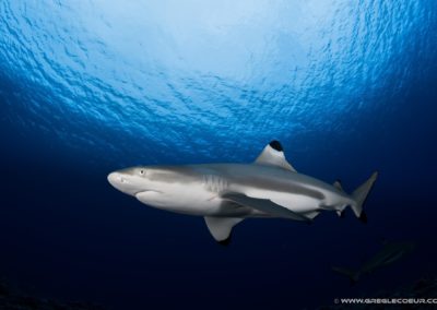 Blacktip reef shark, French Polynesia © greglecoeur
