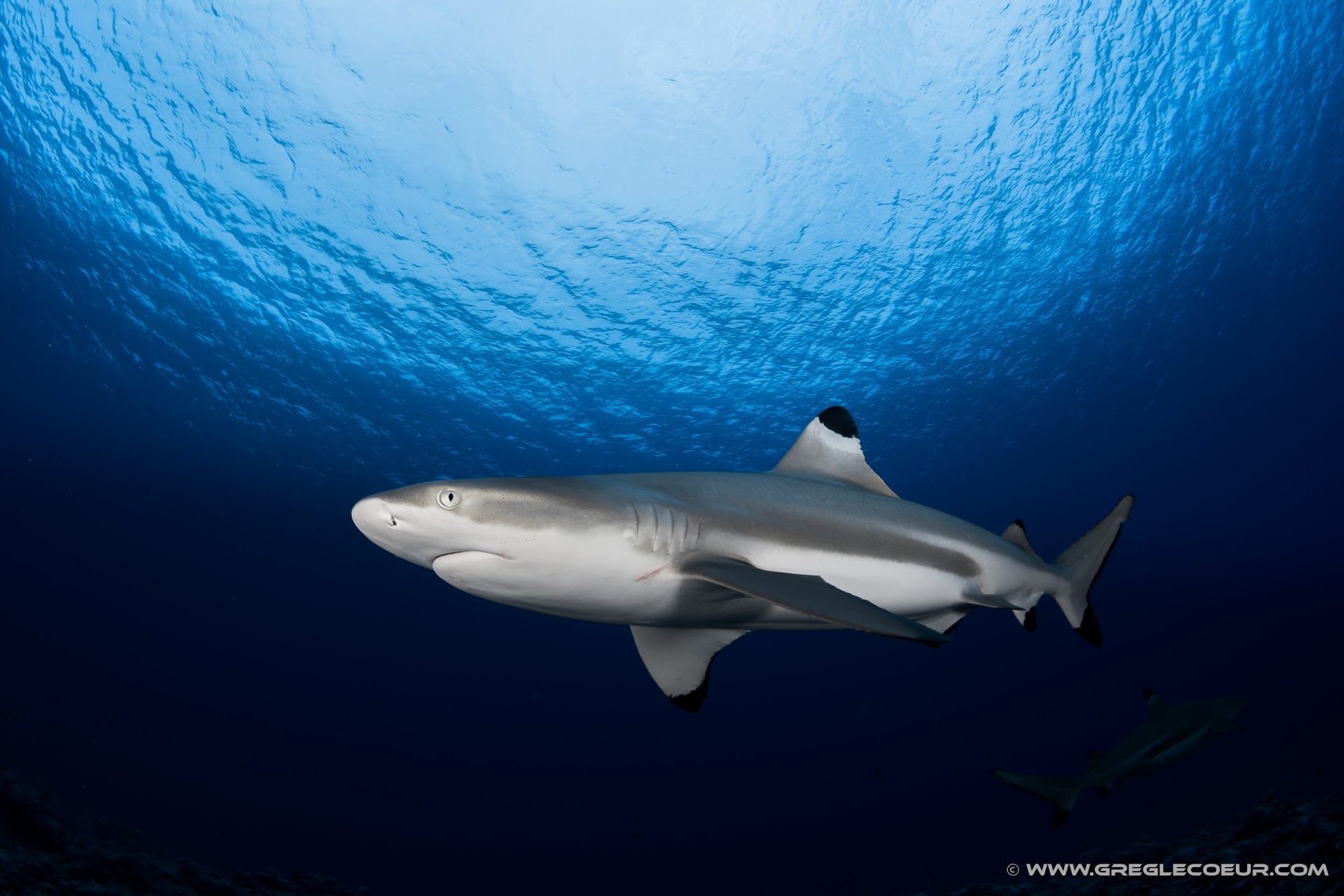 Black tip reef shark (carcharinus melanopterus ) - TOPDIVE