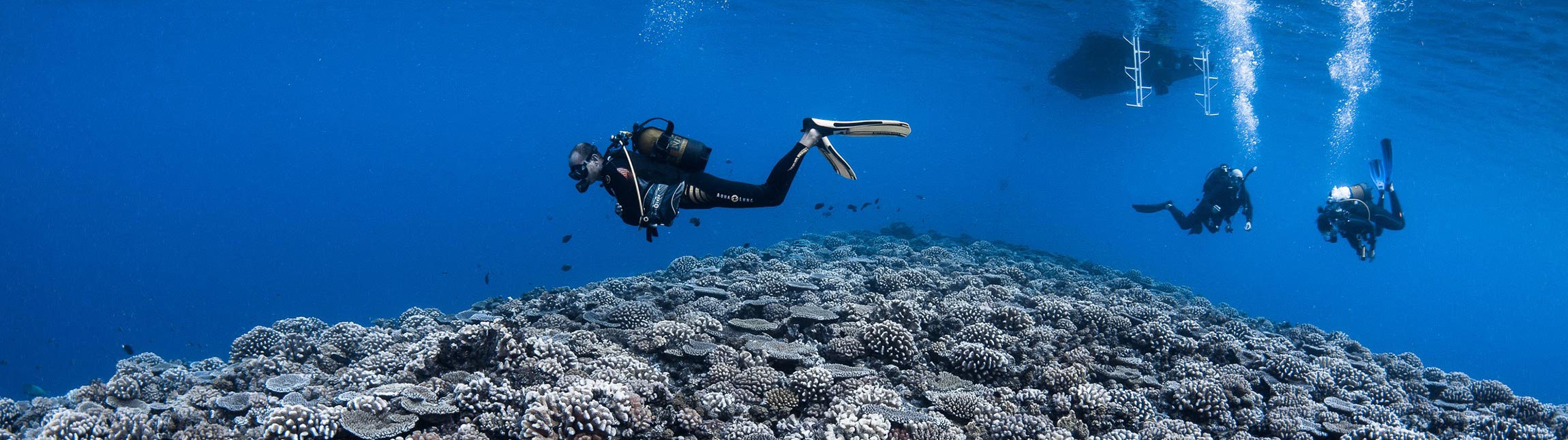 Discover the seabed