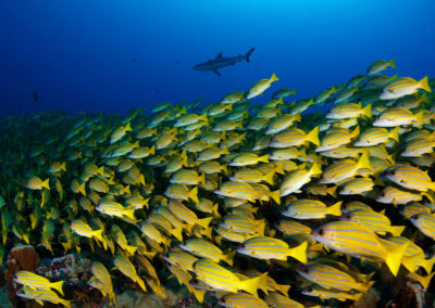 Reef fishes species