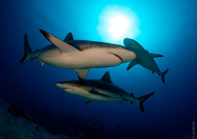 Sharks in Tahiti with Topdive