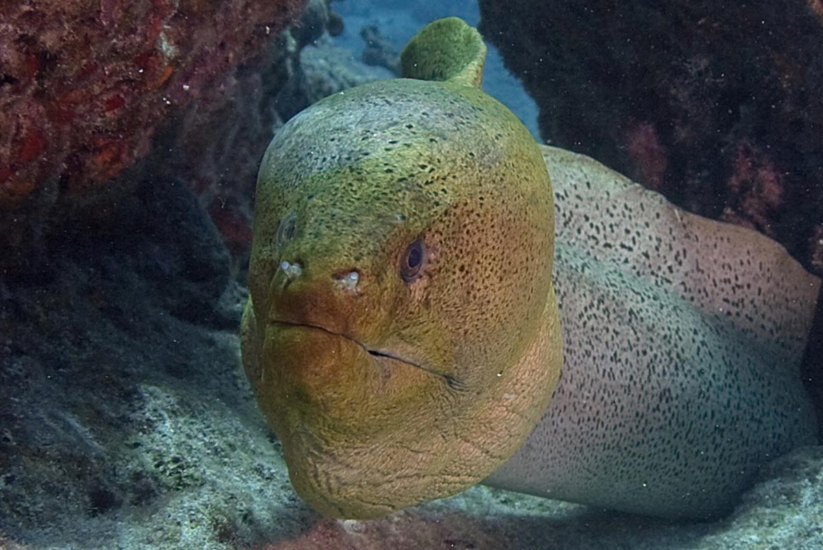 The giant Moray