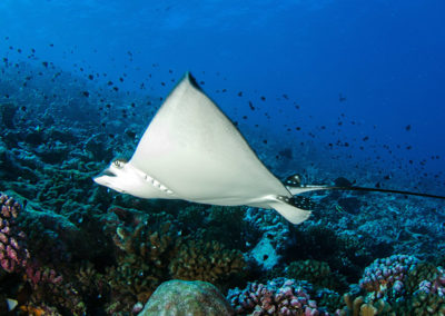 Tetiaroa - Egale spotted ray, dive with Topdive -Photo T-Kotouc