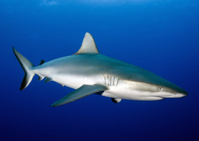 Tetiaroa - Grey shark - Topdive - Photo T-Kotouc