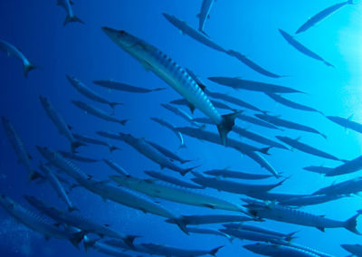 Barracudas in Tetiaroa whjile diving with TOPDIVE Polynesia -photo V.Truchet