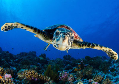 Tetiaroa-Turtle - Photo T.Kotouc