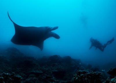 The Manta ray and the diver - Topdive