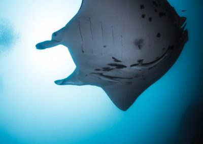 Tha Manta ray in Polynesia - Topdive