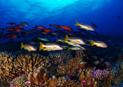 Fakarava-Nord - Multicolored fish - Topdive