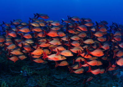 Fakarava Sud, Shoal of red fishes - Topdive