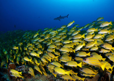Underwater fauna of Fakarava Sud - Topdive
