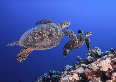 Introductory dive in Polynesia with Topdive
