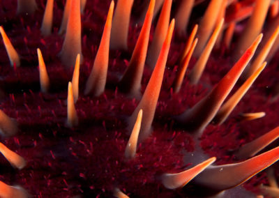 Tahiti-Arue- Sea urchin-Topdive