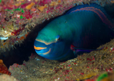 Tahiti-Arue-Peroquet fish-Topdive