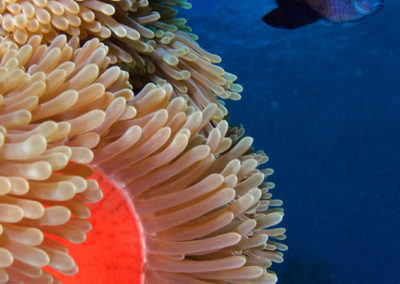 Aquarium of Tahiti, Anemone and fish - Topdive