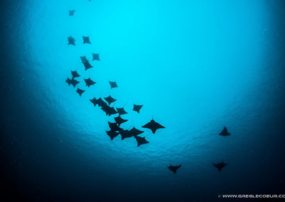 Shoal of Manta rays - Topdive Polynesia -copyrights greglecoeur