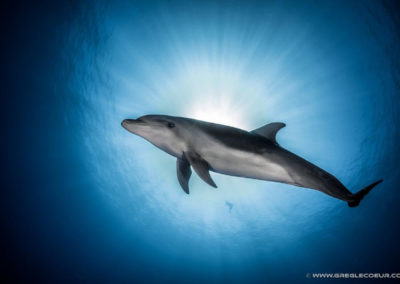 Dolphin watch in Tiputa © greglecoeur
