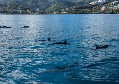 Dolphins in Polynesia
