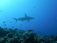 The great hammerhead shark