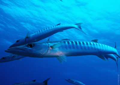 The great Barracuda in Fakarava North with Topdive Polynesia - Photo F.PROTCHE