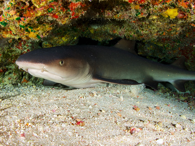 The nurse shark