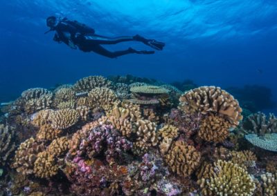 Coral reef of Tahiti - Topdive