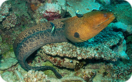 The giant moray