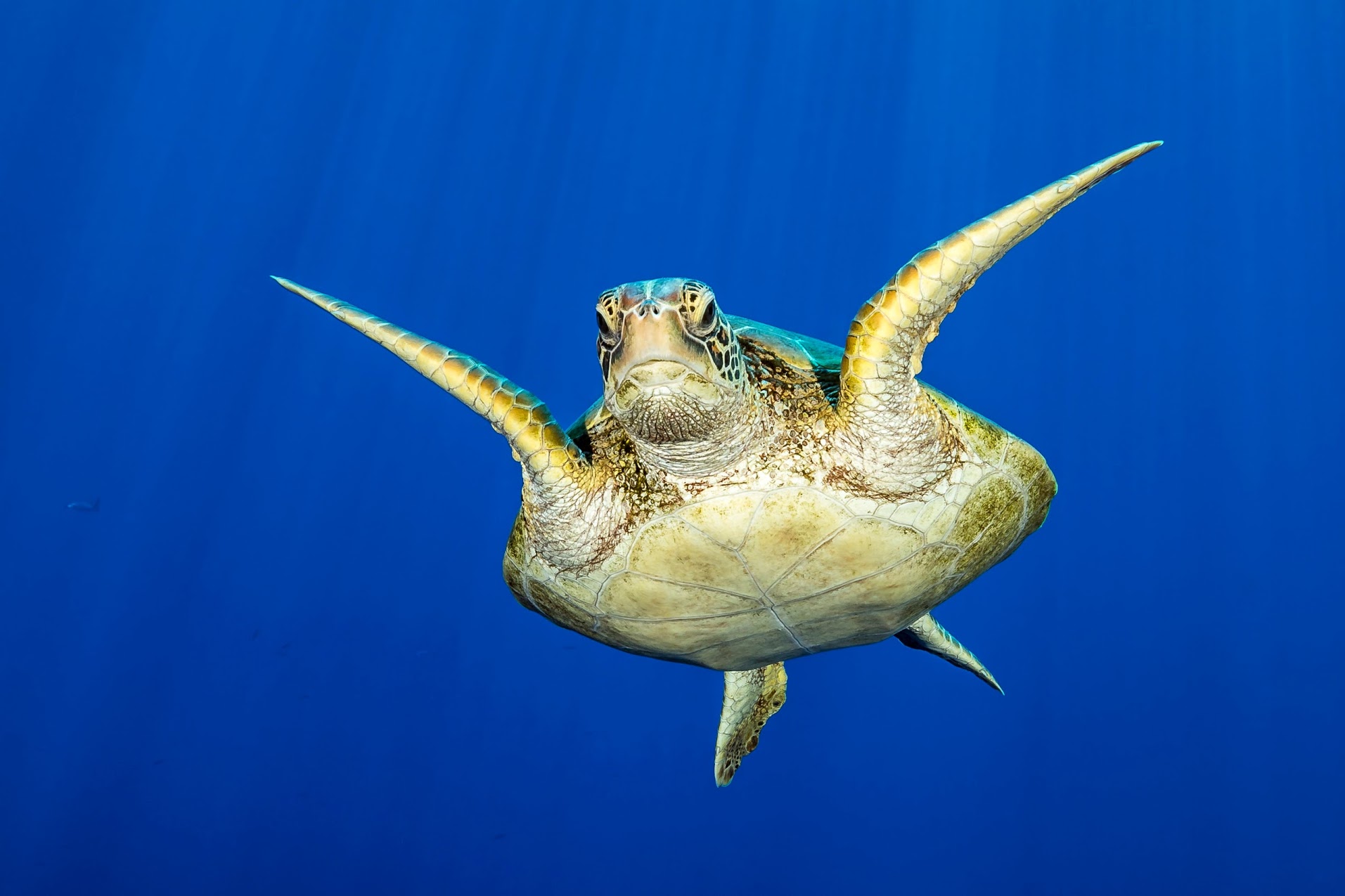 Marine turtle swimming into Taotoï pass in Moorea