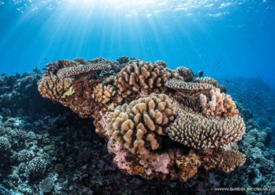 Coral wall - Topdive Moorea