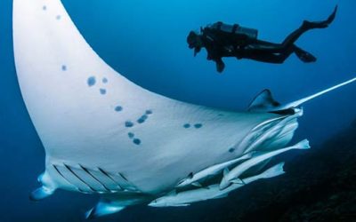 The Manta ray